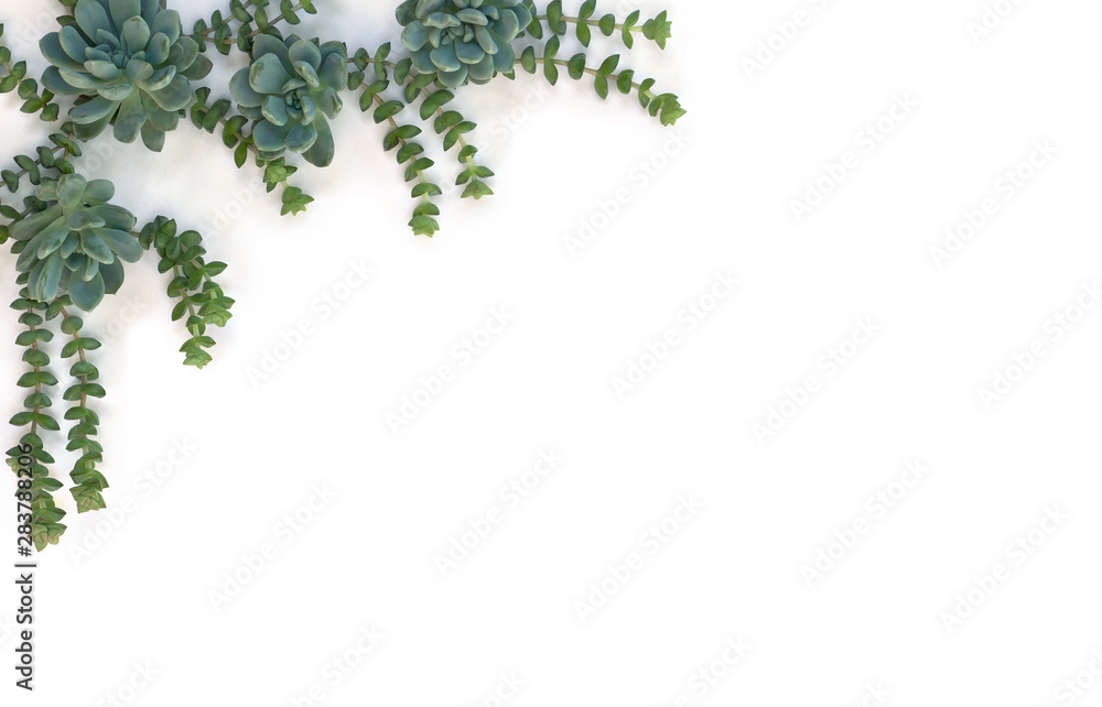 Creative decoration of green blue succulents on a white background with space for text. Top view, flat lay