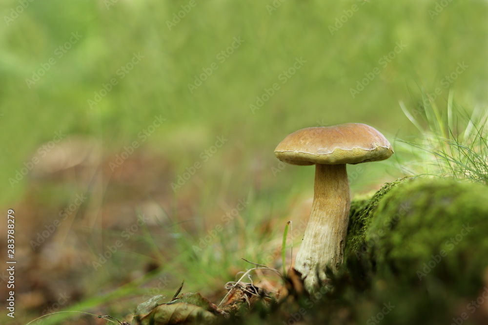 Steinpilz - Boletus Steinpilz - Boletus