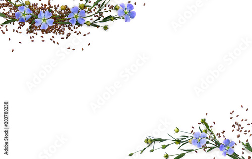 Capsules with seed flax and flowers ( Linum usitatissimum, common flax or linseed ) on a white background with space for text. Top view, flat lay