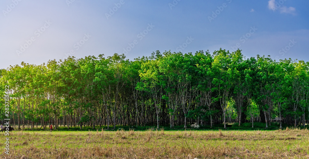 Panorama plantation tree rubber or latex tree rubber in southern Thailand