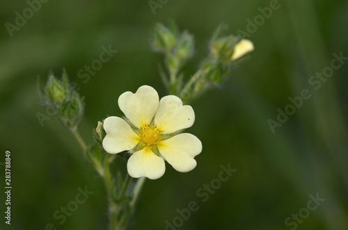 Potentilla is a genus containing over 300 species of annual  biennial and perennial herbaceous flowering plants in the rose family  Rosaceae  Greece