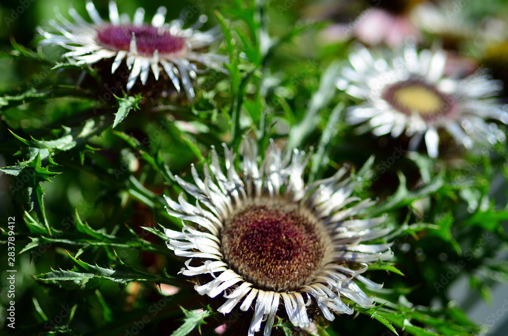 Silberdistelblüten Silberdistelblüten