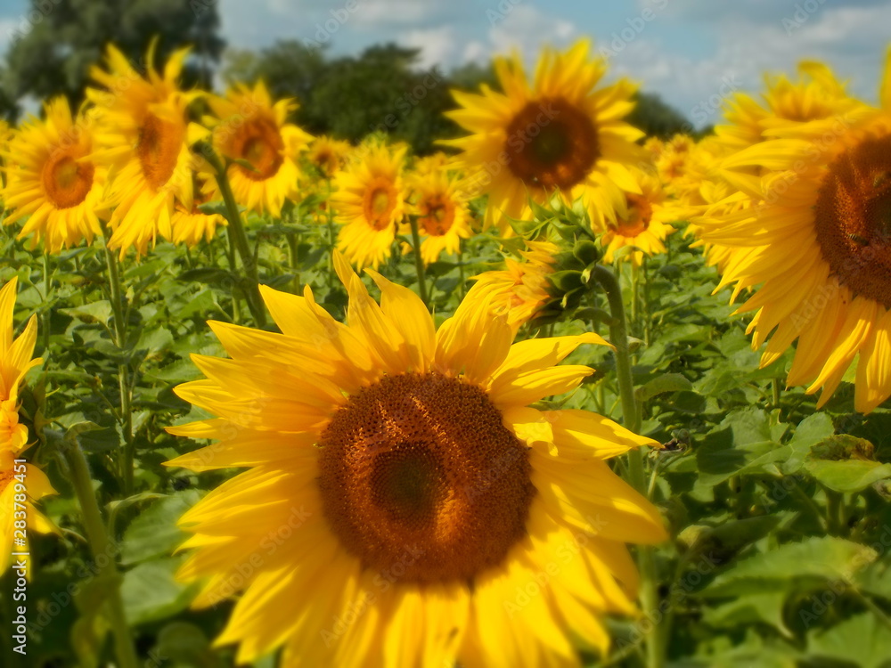 Fototapeta premium Sonnenblumen verträumt