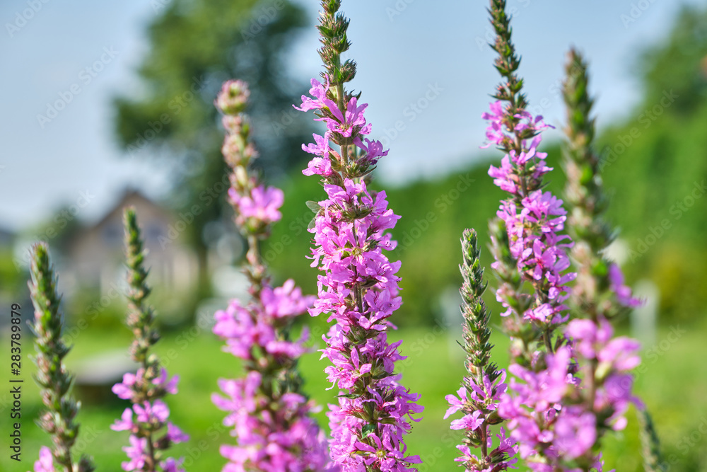 Pink purple Loosestrife flowers in the garden Pink purple Loosestrife flowers in the garden
