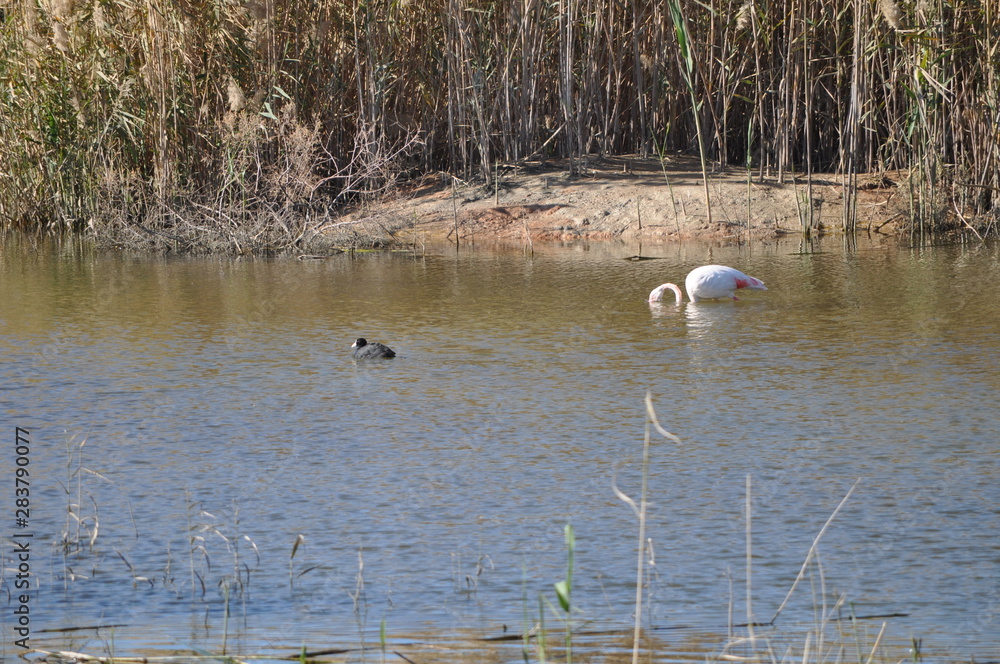 The beautiful bird Flamingo in the natural environment in Lady's Mile Limassol