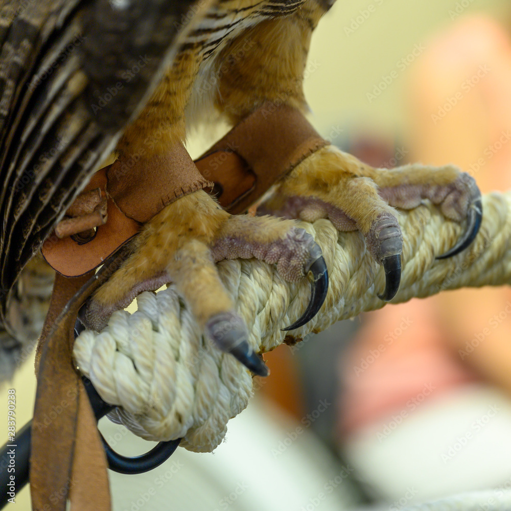 Εκτύπωση καμβά Jessied Owl Talons grasping perch