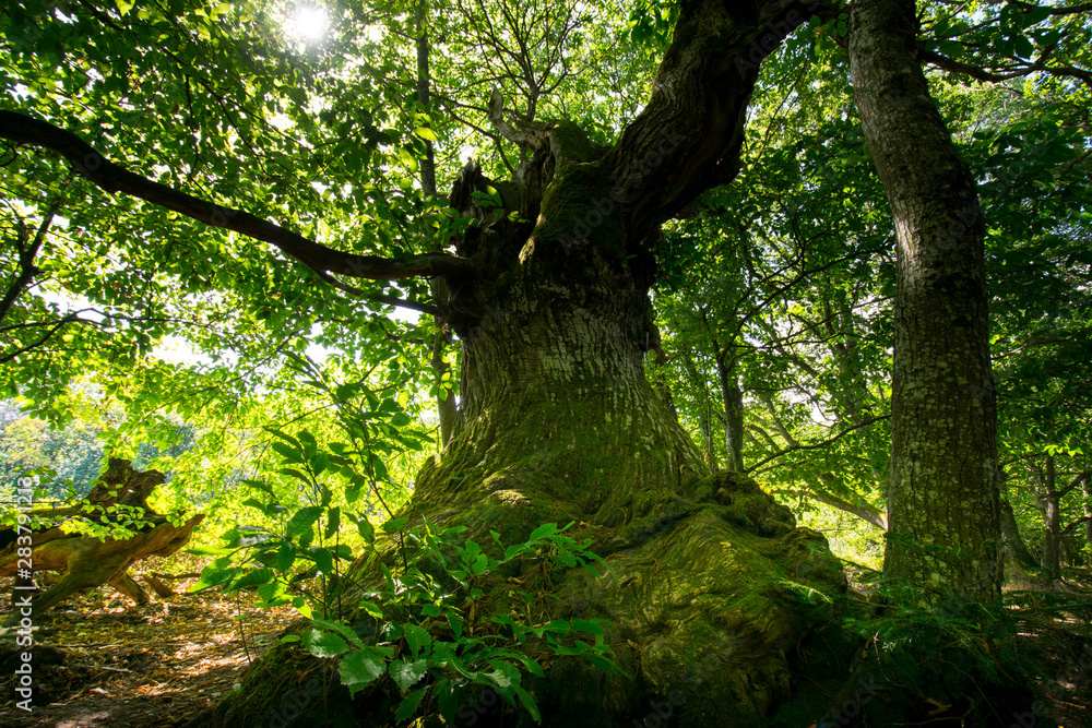 Obraz premium Uralte Kastanie in den Wäldern der Vogesen