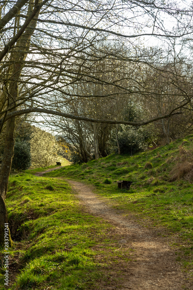 Spring season in Scotland, Lauder. Walkaway into silver tree forest. Spring season in Scotland, Lauder. Walkaway into silver tree forest.