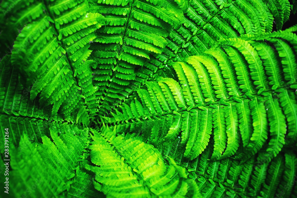 Green fern leaves. Green fern leaves.