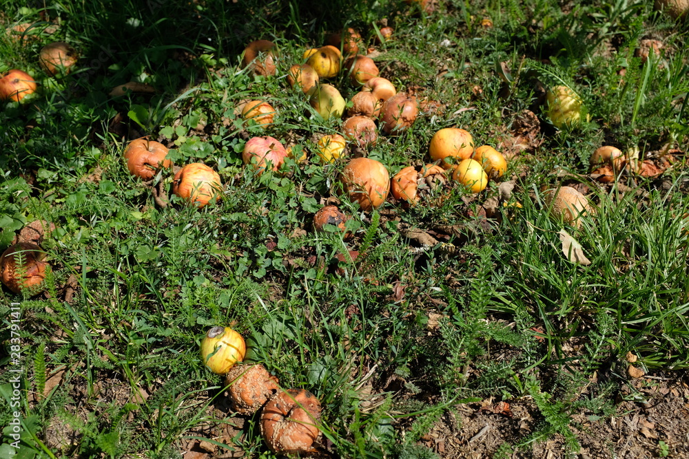 reife und überreife Äpfel reife und überreife Äpfel