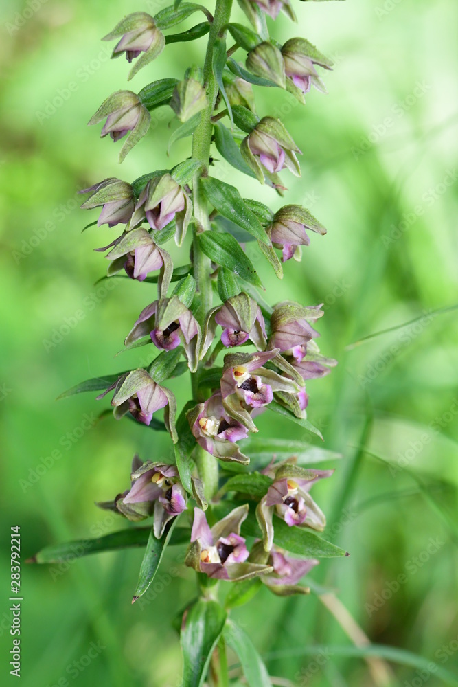 Breitblättrige Stendelwurz, Blüten Breitblättrige Stendelwurz, Blüten