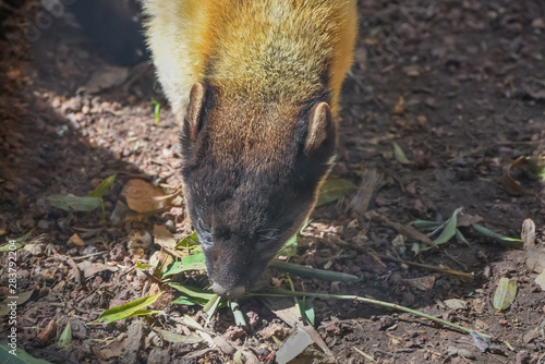 Yellow-throated marten, Martes flavigula, kharza, the largest marten in the Old World with brightly colored consisting of a blend of black, white, golden-yellow, brown fur