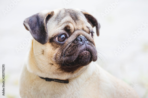 Portrait of a bulldog puppy with serious facial expression. Beware, there is an evil dog in the yard_