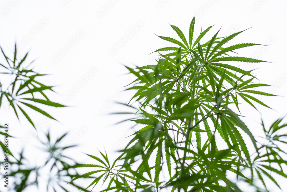 Marijuana plant against white sky with copy space Marijuana plant against white sky with copy space