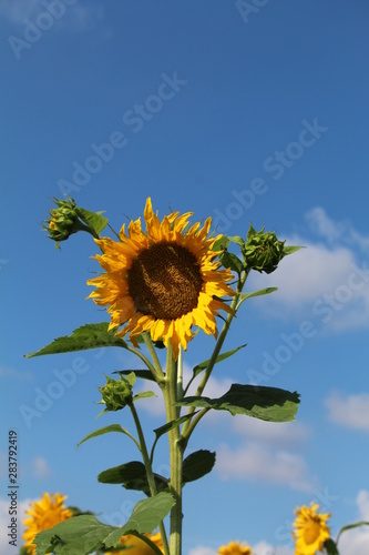 Sonnenblume 1