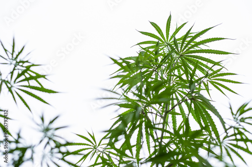 Marijuana plant against white sky with copy space