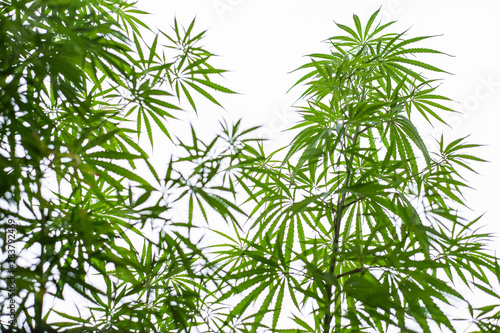 Marijuana plants against white sky with copy space