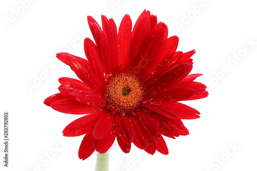 Abstract of red gerbera with dew