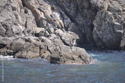 The beautiful bird European herring gull (Larus argentatus) in the natural environment