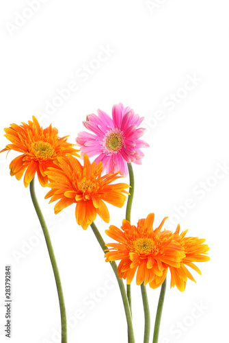 Colorful orange and pink with dew gerbera flowers