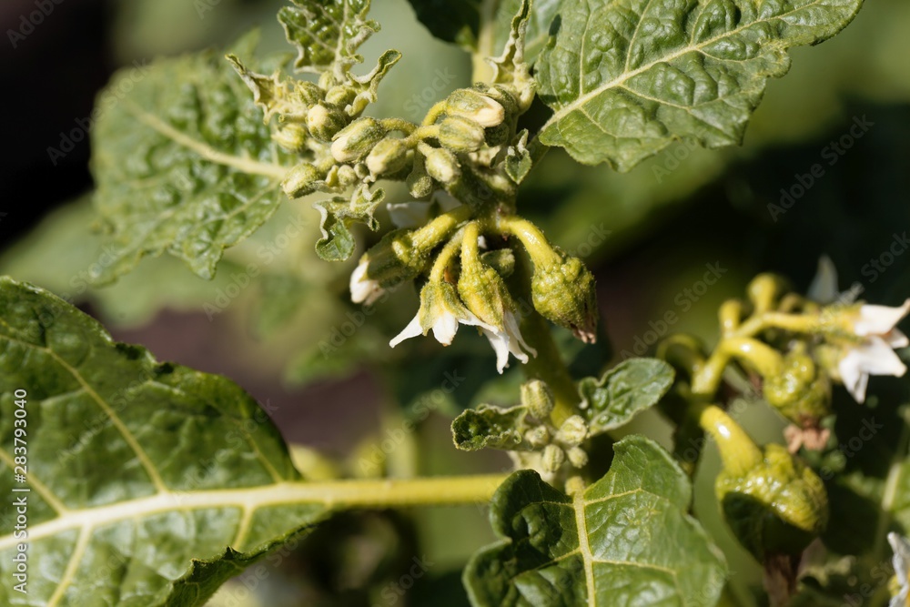 Flower of a garland berry, Solanum viride Flower of a garland berry, Solanum viride