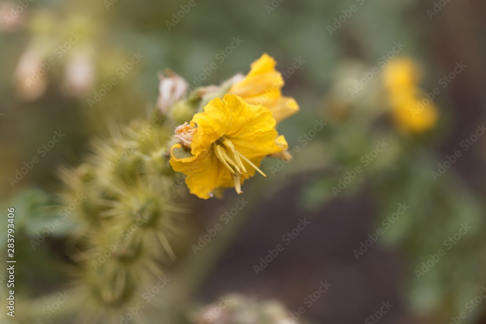 Flower of a buffalobur nightshade, Solanum rostratum Flower of a buffalobur nightshade, Solanum rostratum