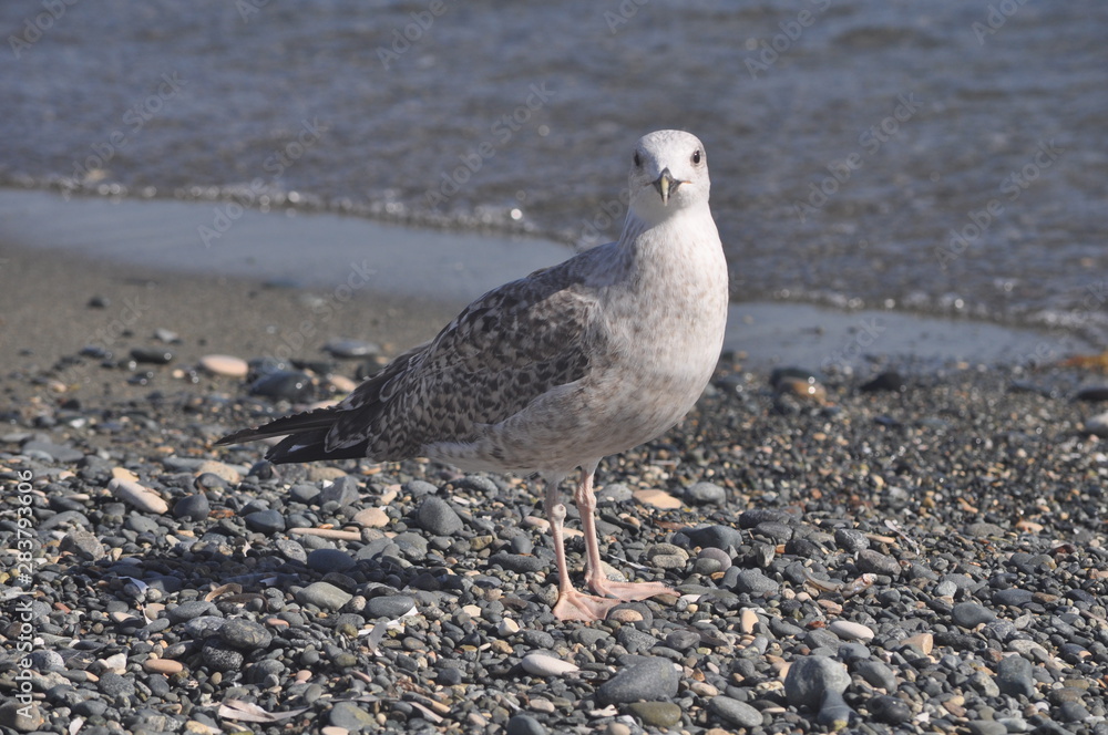 The beautiful bird European herring gull (Larus argentatus) in the natural environment The beautiful bird European herring gull (Larus argentatus) in the natural environment