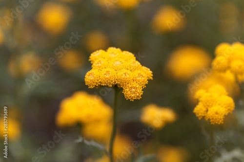 Flower of Lonas annua