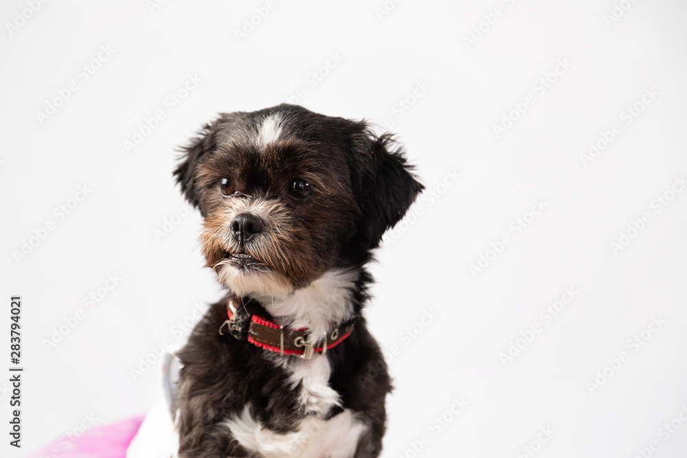 Portrait of cute little gray dog looking sideways - dog without breed Portrait of cute little gray dog looking sideways - dog without breed