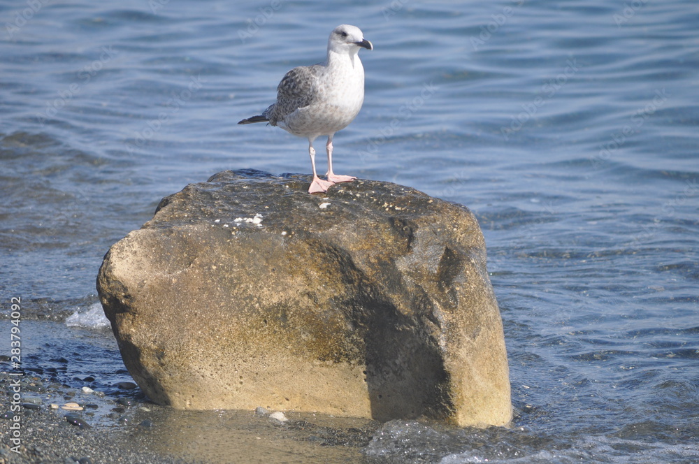 The beautiful bird European herring gull (Larus argentatus) in the natural environment The beautiful bird European herring gull (Larus argentatus) in the natural environment