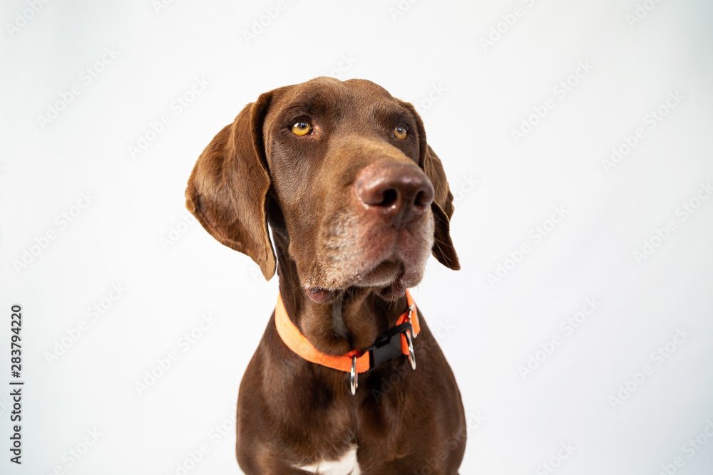 Adorable portrait of weimar with low angle shot- funny dog