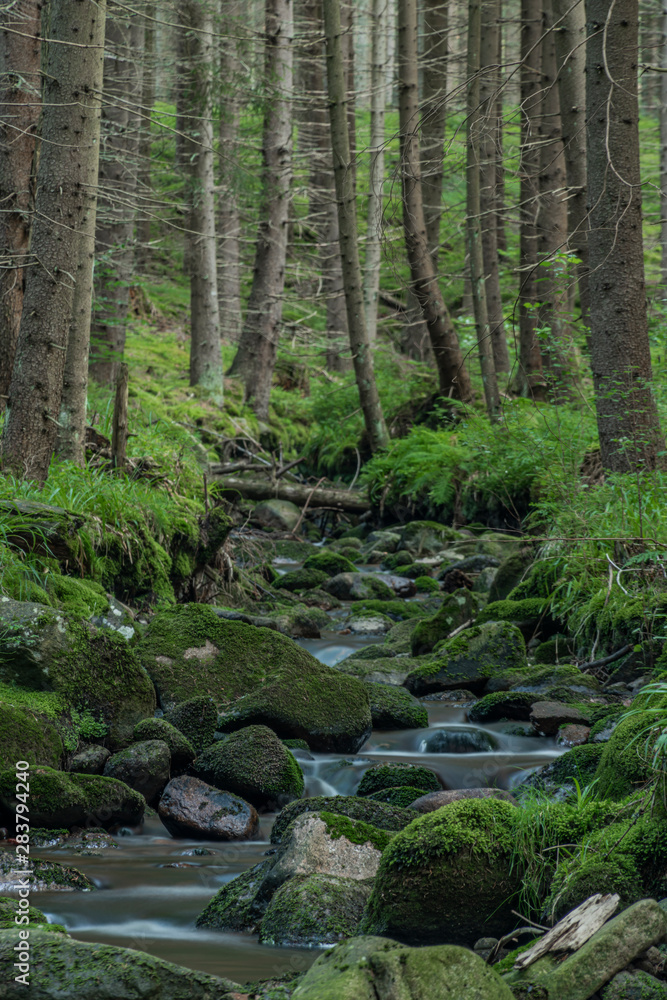 Bystrina creek in summer nice morning in Krusne mountains near Sokolov town Bystrina creek in summer nice morning in Krusne mountains near Sokolov town