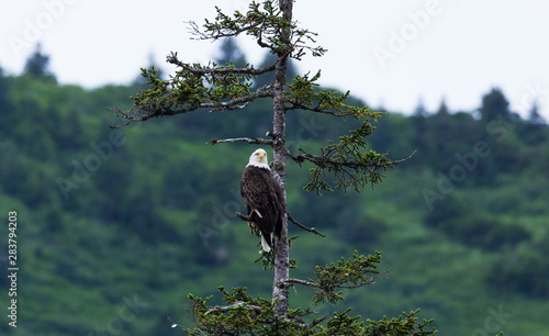 Bald Eagle Roosting