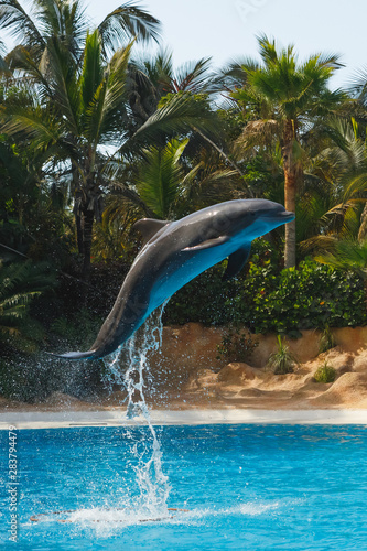 jumping dolphin in blue water © nikkytok