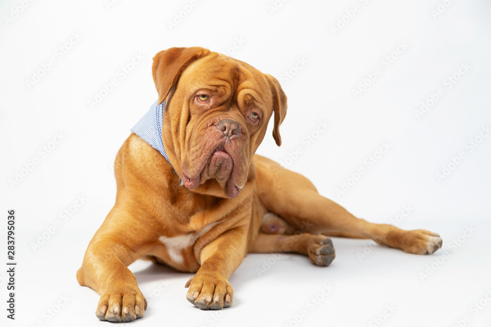 Dogue de Bordeaux with curious and funny expression in studio with white background- curious dog full body Dogue de Bordeaux with curious and funny expression in studio with white background- curious dog full body