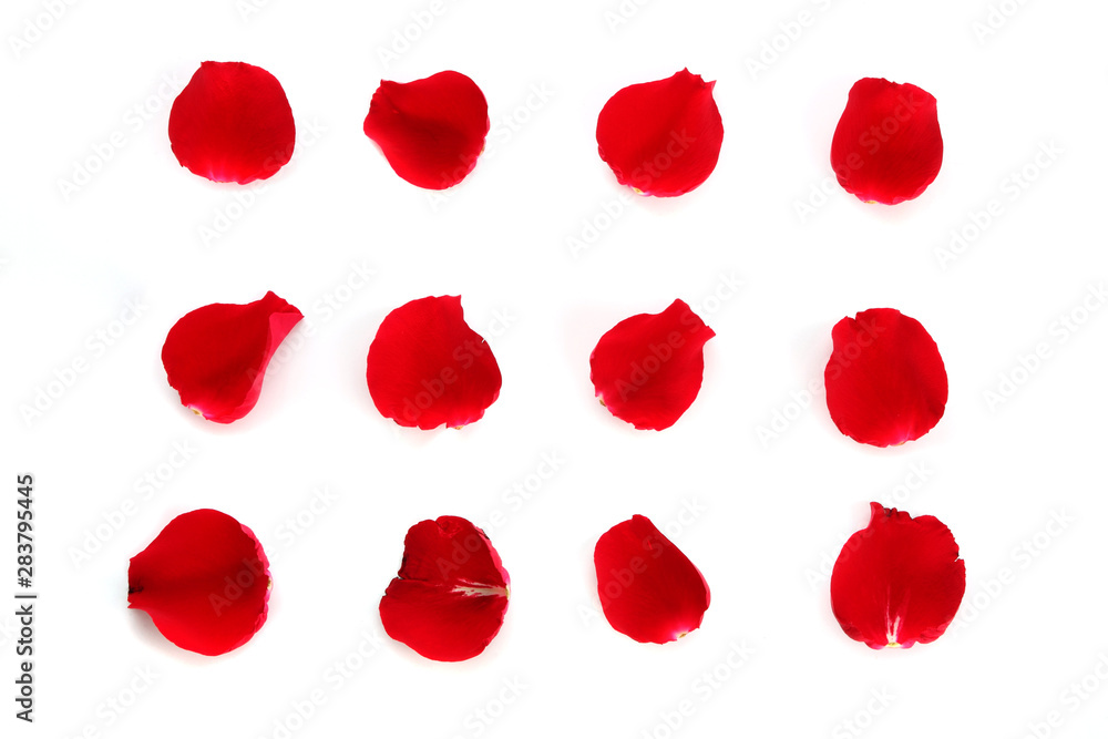 Red rose petals Red rose petals