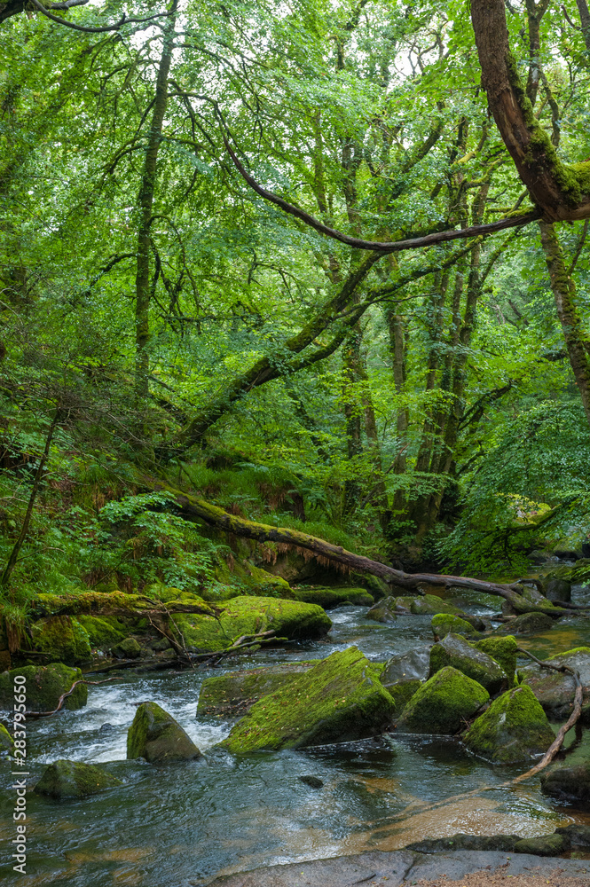 River Fowey and the Golitha Falls