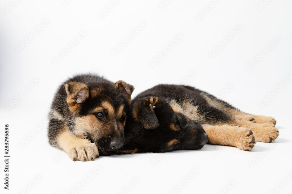Two German Shepherd puppies sleeping in studio with white background- cute puppies