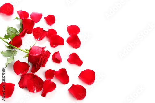 Red Rose   Petals