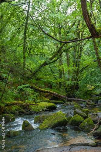 River Fowey and the Golitha Falls