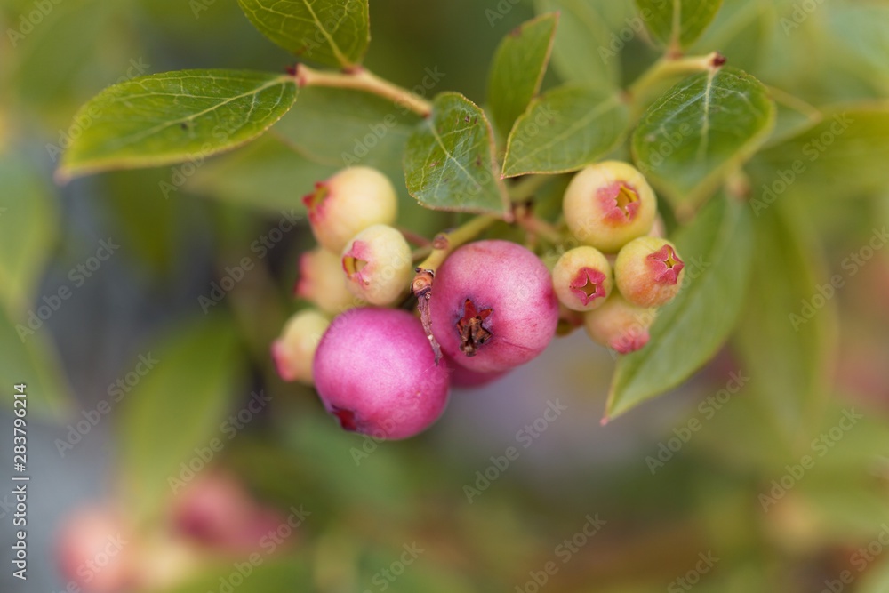 Pink colored fruits of a cultivated blueberry, Vaccinium corymbosum Pink colored fruits of a cultivated blueberry, Vaccinium corymbosum