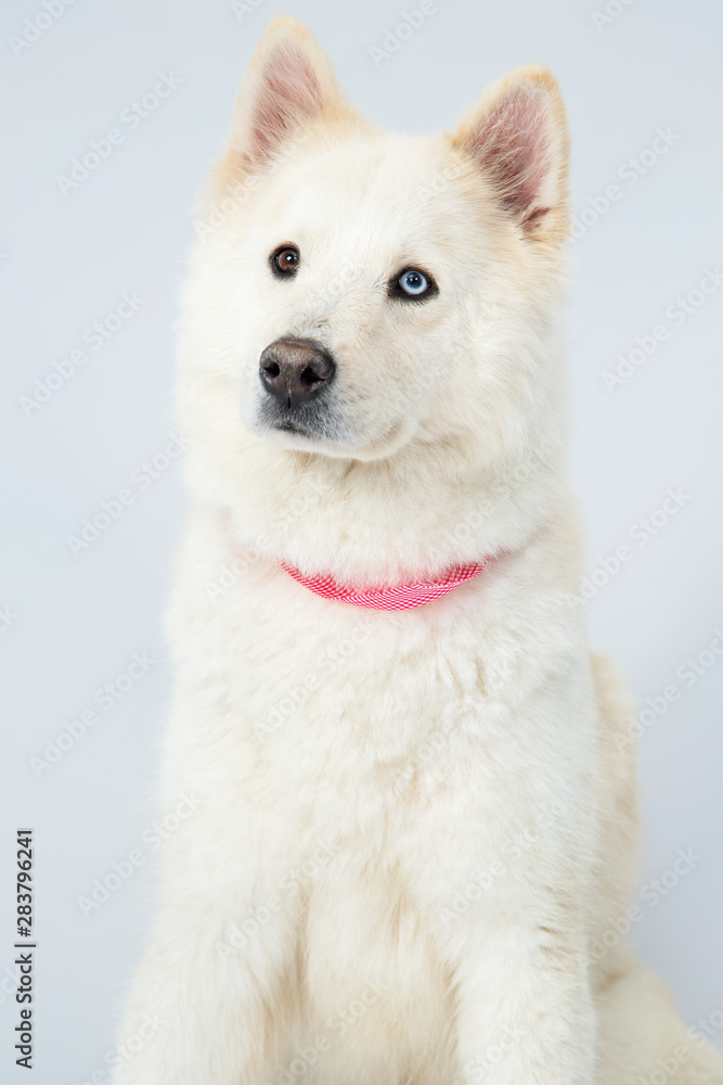 Siberian Husky with heterochromia in studio with gray background Siberian Husky with heterochromia in studio with gray background