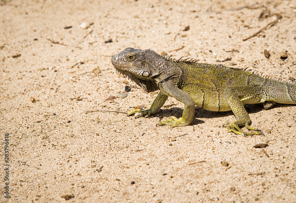 Fototapeta premium Green lizard sunbathing on the sand