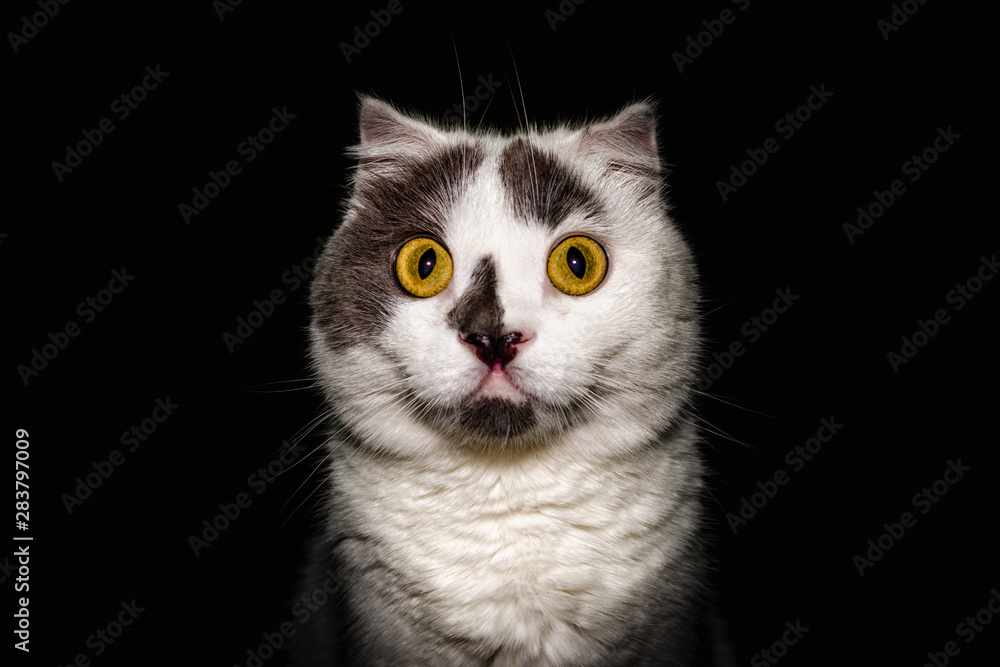 black white cat with yellow eyes on a black background close up