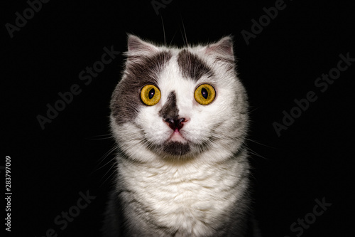 black white cat with yellow eyes on a black background close up
