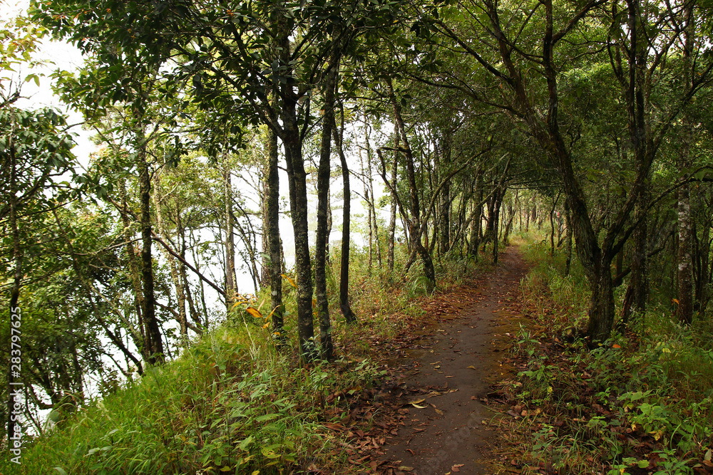 View on a forest path in a cloudy weather. Doi Suthep, Thailand View on a forest path in a cloudy weather. Doi Suthep, Thailand