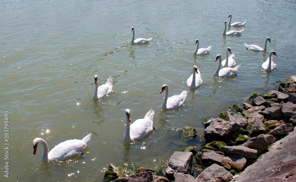A flock of swans on Lake Balaton in Hungary
