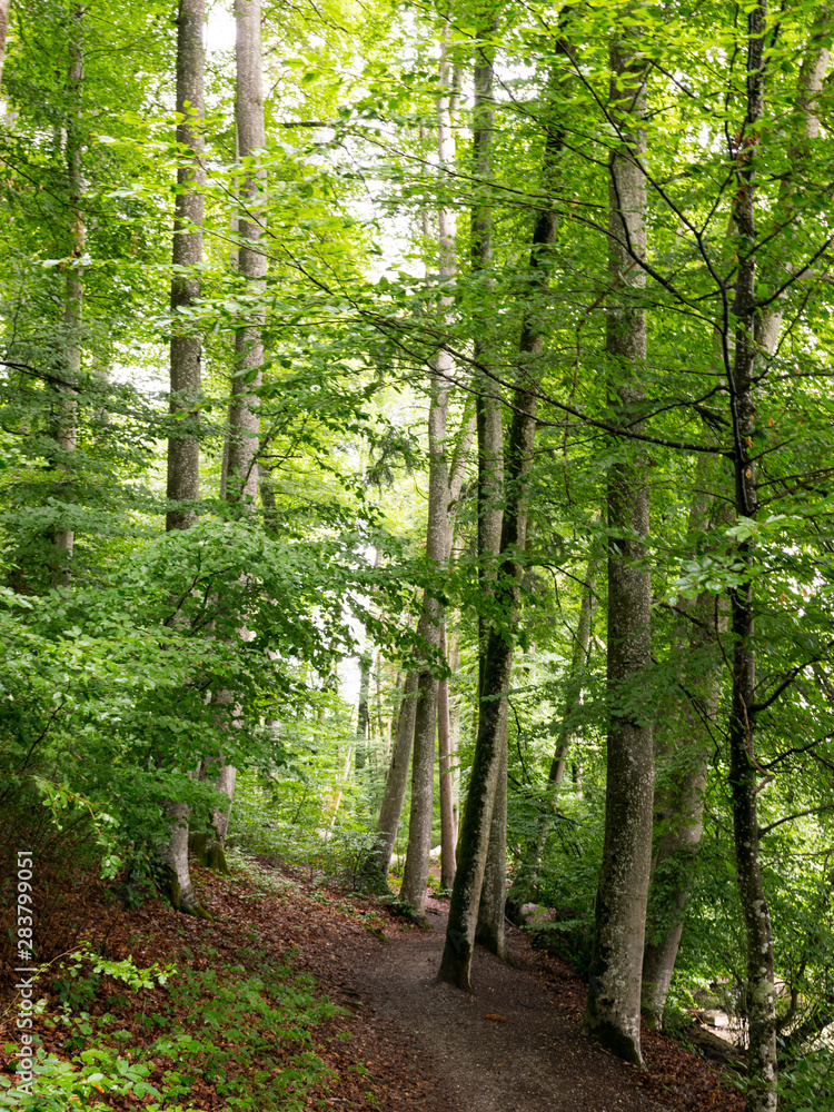 beautiful and green park on the shore of the lake, big and small trees beautiful and green park on the shore of the lake, big and small trees