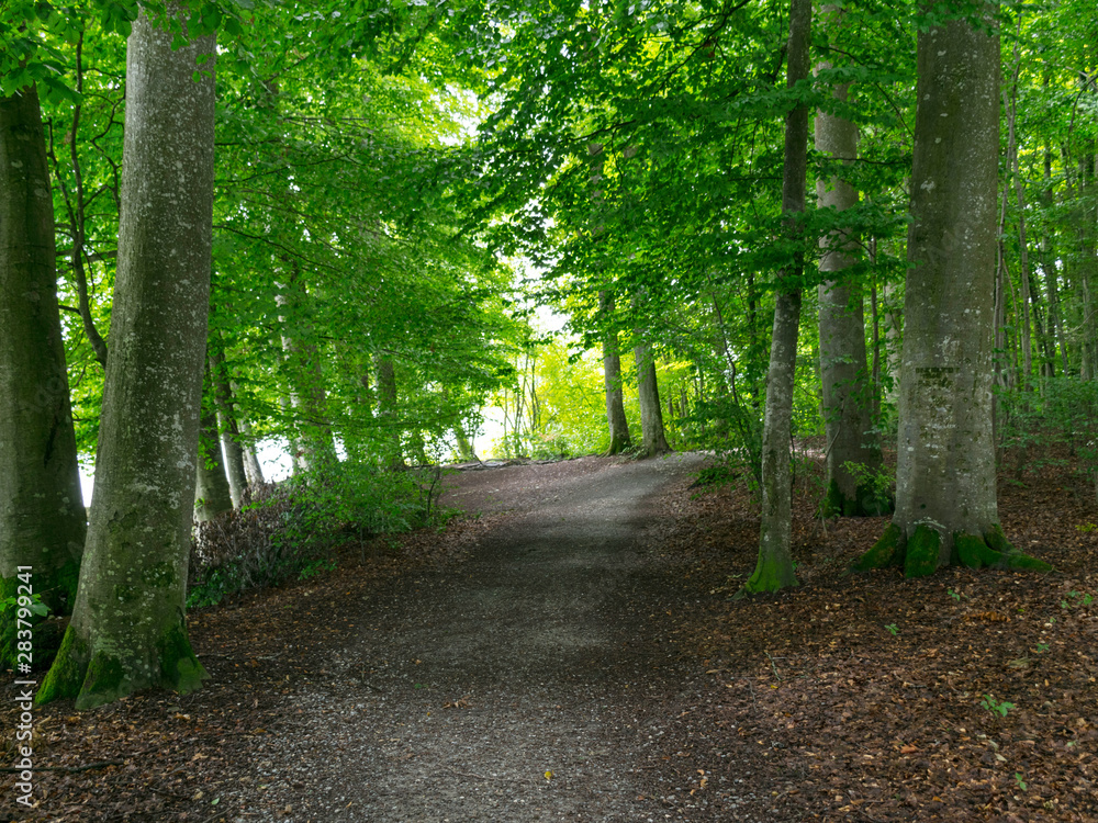 beautiful and green park on the shore of the lake, big and small trees beautiful and green park on the shore of the lake, big and small trees