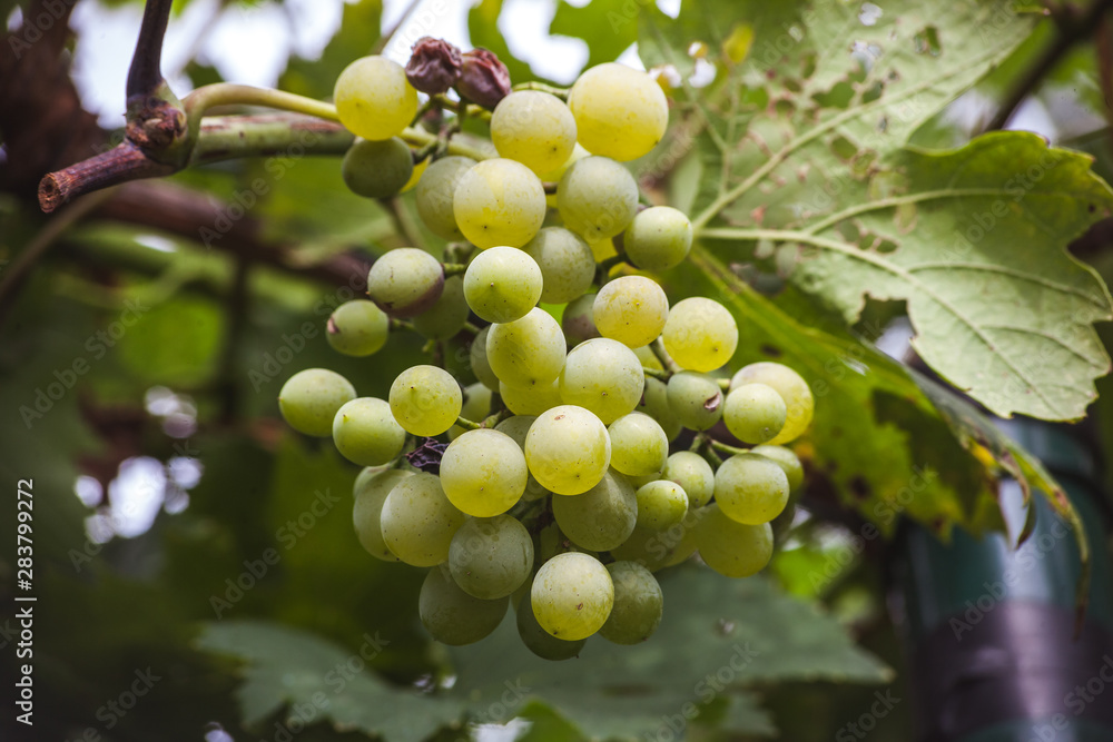 grapes